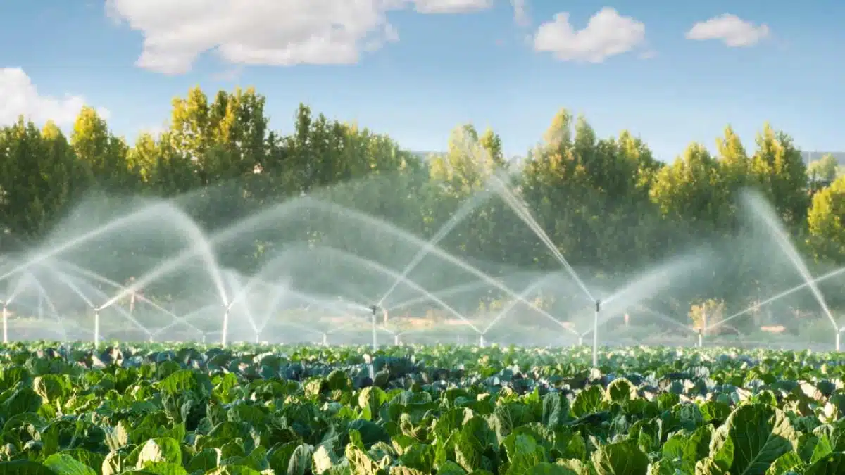 Smart Irrigation Systems That Will Keep Your Garden Thriving During Dry Spells Smart Irrigation Systems That Will Keep Your Garden Thriving During Dry Spells