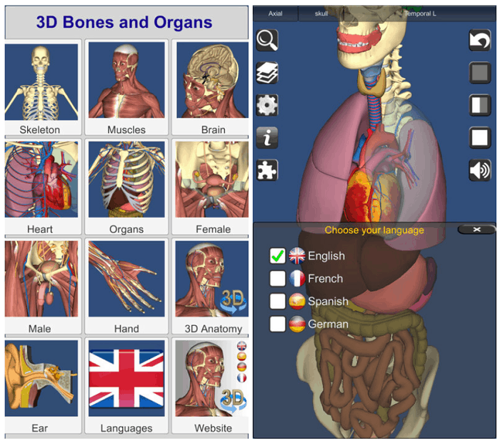 3D Bones and Organs (Anatomy)