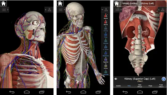 Essential Anatomy 5.0.5 download