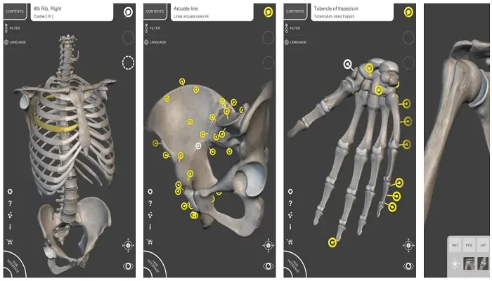 Skeleton 3D Anatomy