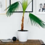 Affordable Home Decor Stores Like Pottery Barn [Detailed]